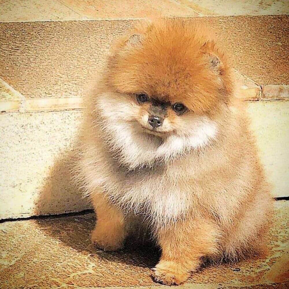 canil lulu da pomerania filhote laranja macho