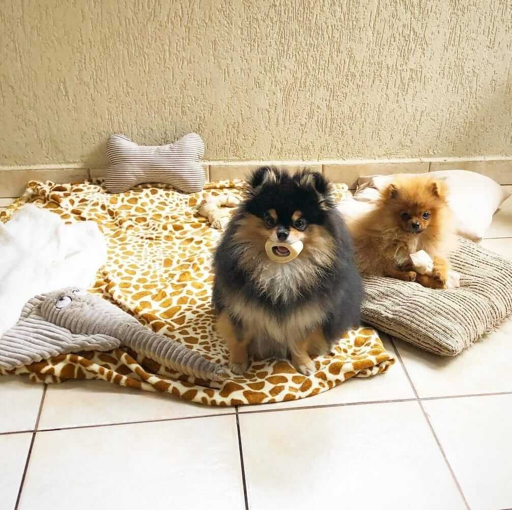 lulu da pomerania black and tan e seable