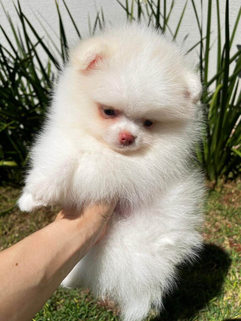 lulu da pomerania branco anao