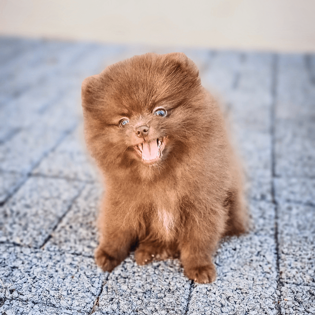 lulu da pomerania chocolate filhote anao