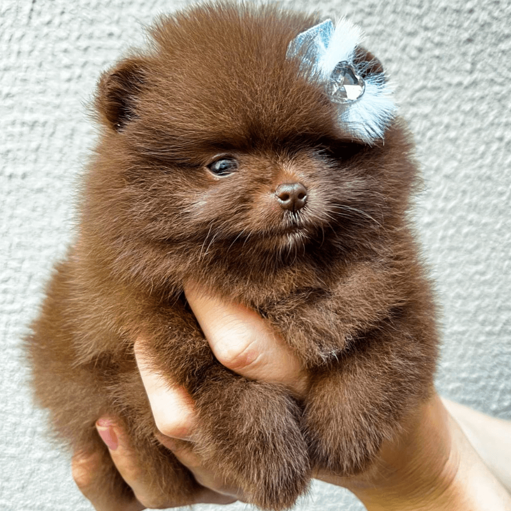 lulu da pomerania chocolate filhote anao