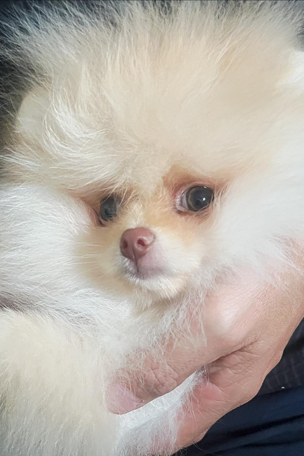 lulu da pomerania creme anao