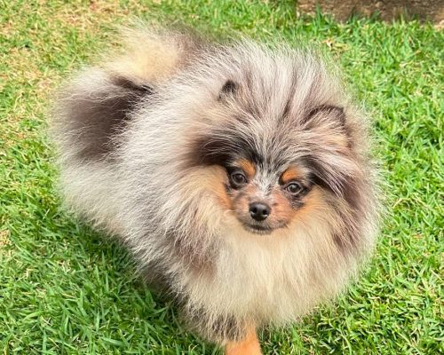 filhote lulu da pomerania merle anao