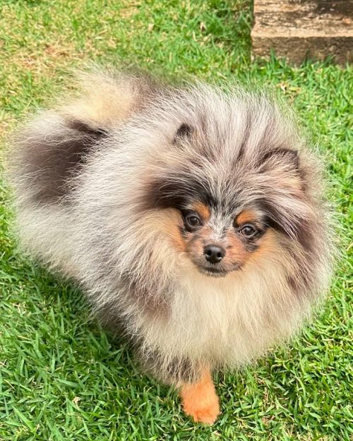 filhote lulu da pomerania merle anao