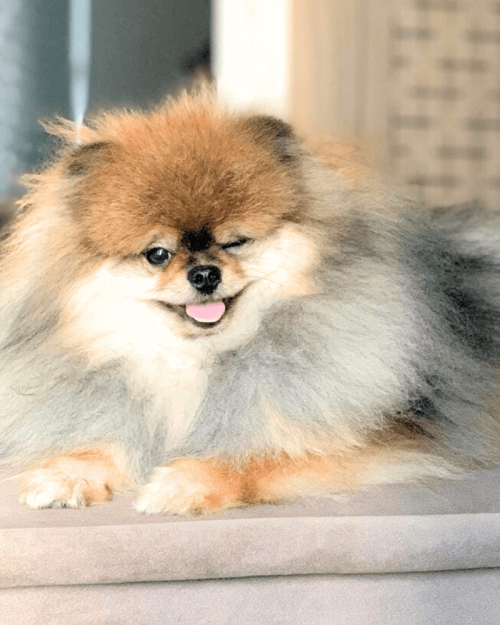 lulu da pomerania anao seable filhote