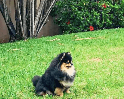 lulu da pomerania black and tan adulta anao