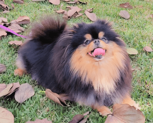 lulu da pomerania black and tan femea adulta