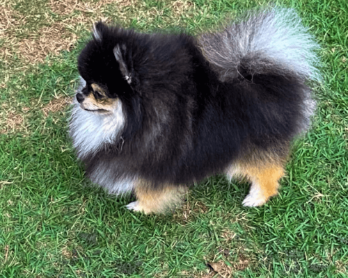 lulu da pomerania black and tan filhote anao macho