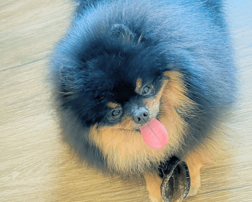 lulu da pomerania black and tan filhote anao