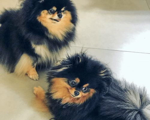 lulu da pomerania black and tan mona bela