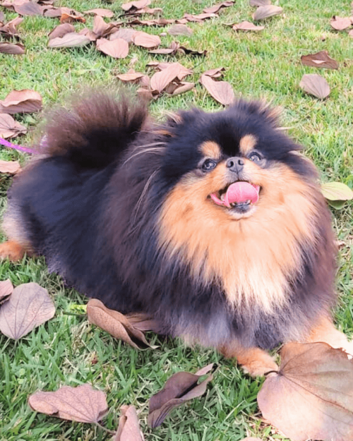 lulu da pomerania black and tan monalisa