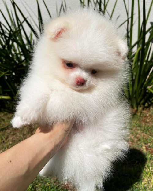 lulu da pomerania branco anao