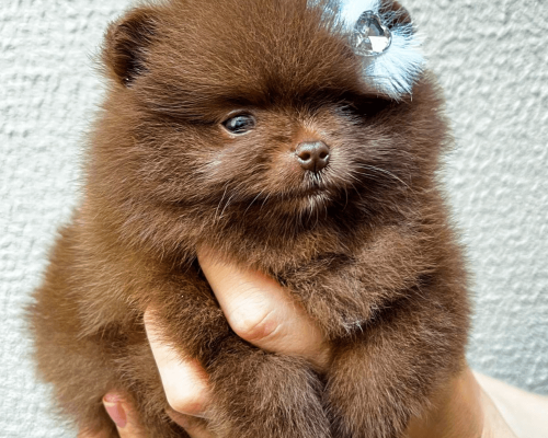 lulu da pomerania chocolate filhote anao