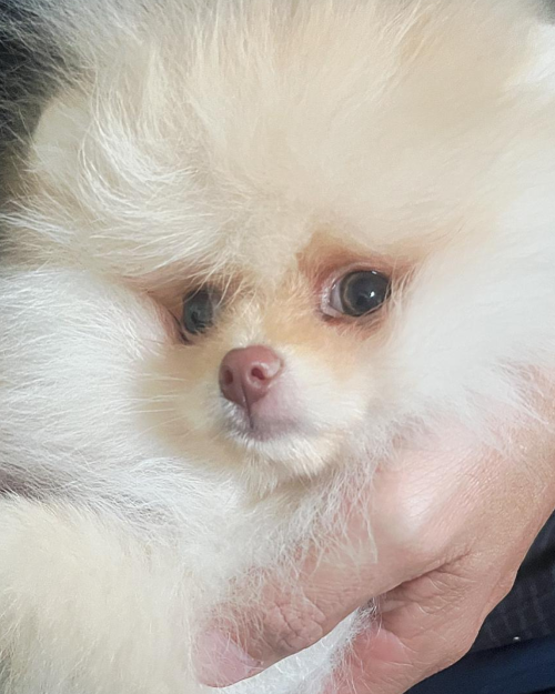 lulu da pomerania creme anao