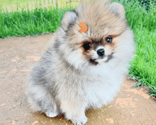 lulu da pomerania filhote anao seable macho preco