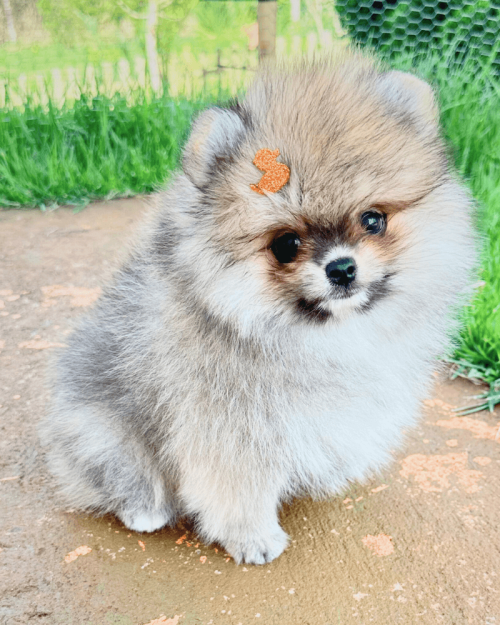 lulu da pomerania filhote anao seable macho preco