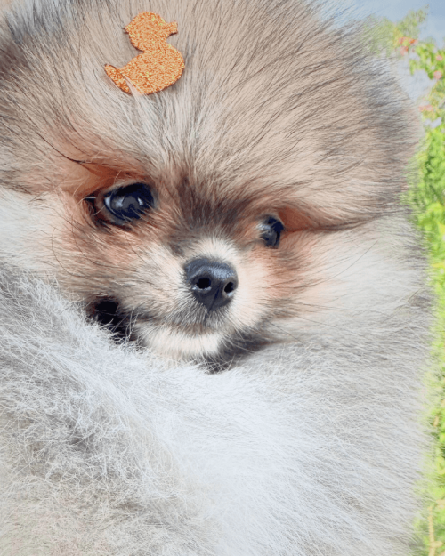 lulu da pomerania filhote anao seable macho promocional