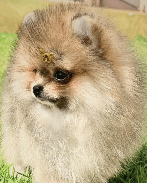 lulu da pomerania filhote anao seable macho pronto