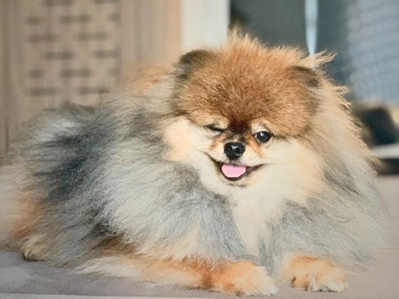 lulu da pomerania filhote seable