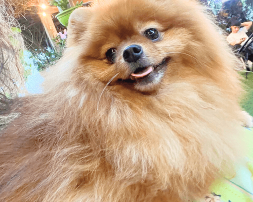 lulu da pomerania laranja filhote anao femea