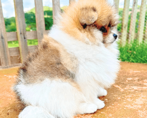 lulu da pomerania laranja filhote anao