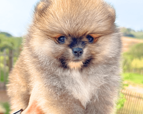 lulu da pomerania seable laranja filhote anao