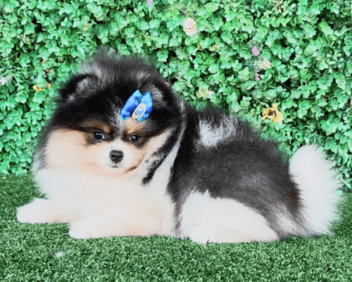 lulu da pomerania tricolor filhote anao